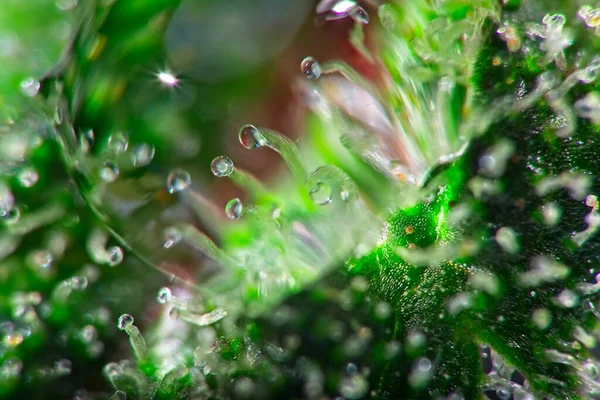 Super Macro Tricomas Plantas Cannabis Cheias Thc Folha Ampliada Ainda — Fotografia de Stock