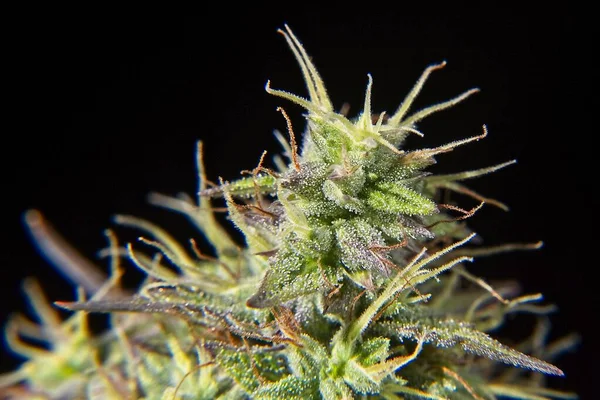 Macro Shot Cannabis Bourgeon Avec Pistils Sur Fond Noir — Photo