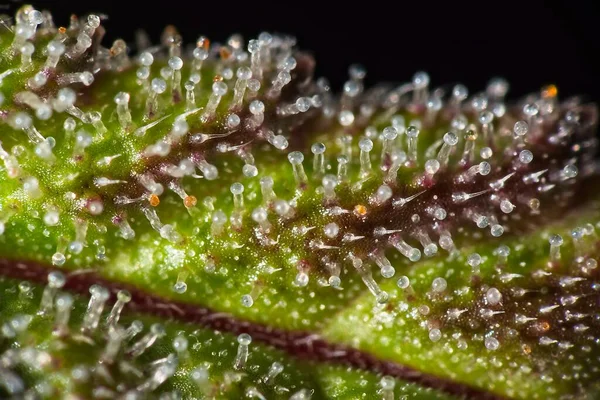 Super Macro Tricomas Plantas Cannabis Cheias Thc Folha Parcialmente Roxa — Fotografia de Stock