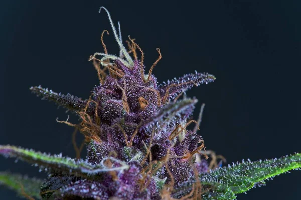 Nahaufnahme Der Violetten Sorte Der Weiblichen Cannabis Indica Pflanze Top — Stockfoto