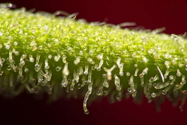 Super Makro Zbliżenie Trichomes Liście Indyki Cannabis Ciemnoczerwonym Tle — Zdjęcie stockowe