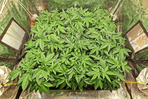 Anbau Grüner Cannabispflanzen Professionellen Innenräumen Schöne Große Gesunde Blätter Der — Stockfoto