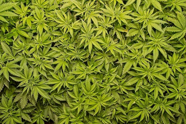 Växer Och Blommar Fina Friska Gröna Cannabisväxter Professionell Inomhusmiljö Fina — Stockfoto