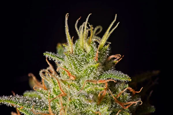 Macro Gros Plan Trichomes Pistils Sur Cannabis Indica Top Bud — Photo