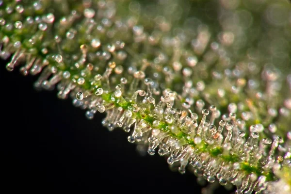 Macro Closeup Των Trichomes Φύλλα Indica Κάνναβης Μαύρο Φόντο — Φωτογραφία Αρχείου