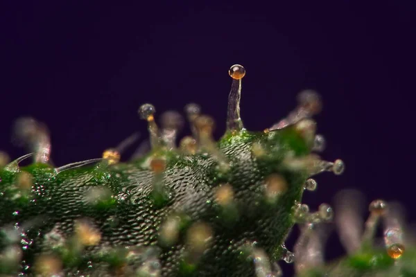 Super Macro 10X Aumento Tricomas Folha Cannabis Focado Único Trichome — Fotografia de Stock