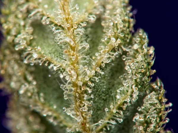 Macro Closeup Των Trichomes Στην Κάτω Πλευρά Του Φύλλου Κάνναβης — Φωτογραφία Αρχείου