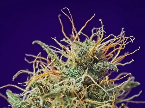 Macro Close Van Trichomen Cannabis Indica Knop Blauwe Achtergrond — Stockfoto