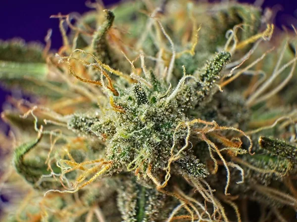 大麻のトリコームのマクロ閉鎖青の背景に芽を示す — ストック写真