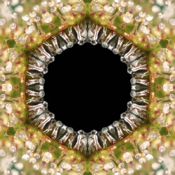 Structure Hexagonale Miroir Cannabis Trichomes Macro Photo — Photo
