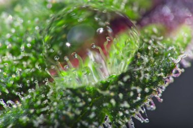 Yaprağın üzerinde THC ile dolu süper makro esrar bitkisi trikomileri, su damlası ile daha da büyütülmüş..