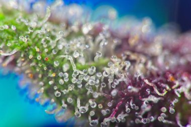 Mor yapraklı süper makro esrar indica bitkisi trikomileri.