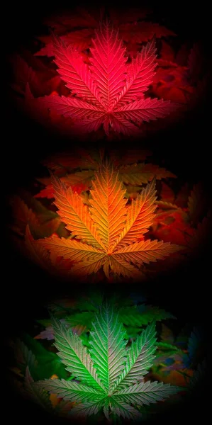 Concept Verkeerslicht Van Groen Oranje Rood Gekleurde Cannabisbladeren — Stockfoto