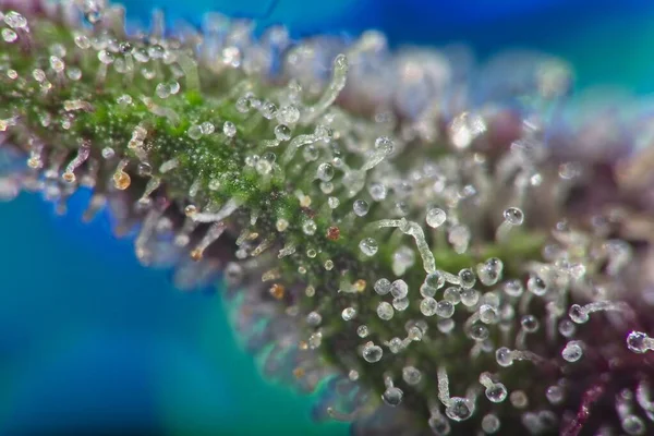 Super Makro Der Cannabispflanze Trichome Voller Thc Auf Blatt Mit — Stockfoto