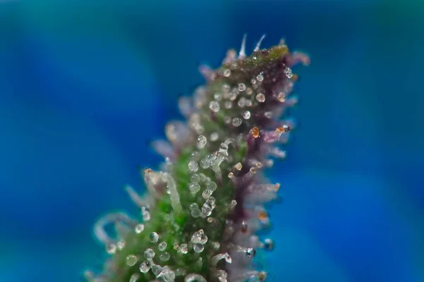 Super Macro Tricomas Plantas Cannabis Llenas Thc Sobre Hoja Púrpura — Foto de Stock