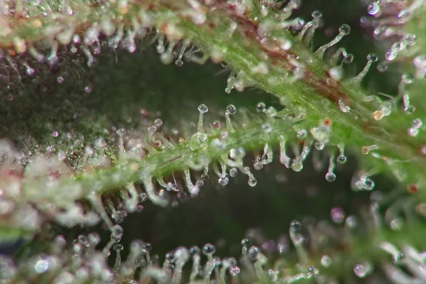 Super Macro Tricomas Plantas Cannabis Cheias Thc Lado Inferior Folha — Fotografia de Stock