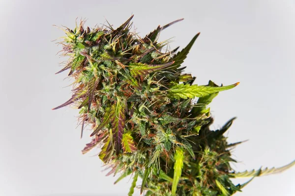 Grande Botão Superior Planta Cannabis Agradável Fundo Branco Composição Diagonal — Fotografia de Stock
