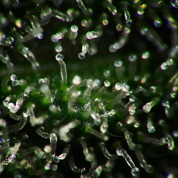 葉の上にThcでいっぱいの大麻植物トリコームのスーパーマクロ — ストック写真