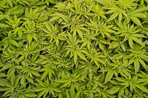 Ovanifrån Fina Friska Gröna Blommande Cannabisväxter Professionell Inomhusmiljö Fina Stora — Stockfoto