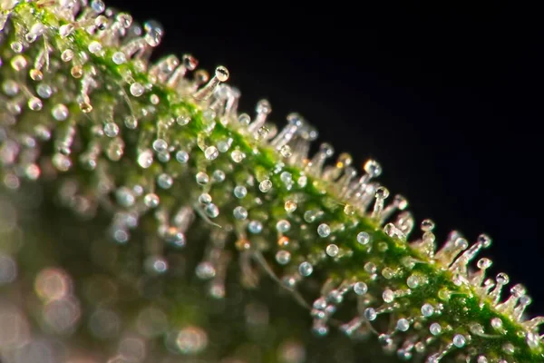 Macro Closeup Των Trichomes Φύλλα Indica Κάνναβης Μαύρο Φόντο — Φωτογραφία Αρχείου