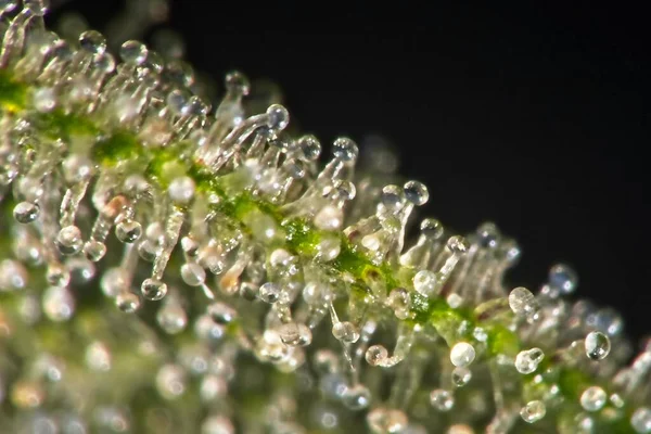 Super Macro Closeup Των Trichomes Φύλλα Indica Κάνναβης Μαύρο Φόντο — Φωτογραφία Αρχείου