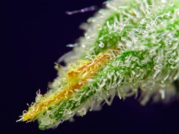 Macro Closeup Των Trichomes Φύλλα Indica Κάνναβης Σκούρο Μπλε Φόντο — Φωτογραφία Αρχείου