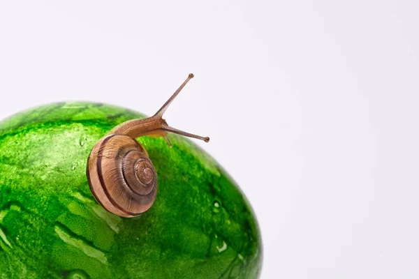 Liten Snigel Grön Färgad Ester Ägg Vit Bakgrund — Stockfoto