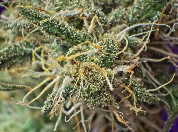 Makro Detailní Záběr Trichomů Konopí Indica Bud — Stock fotografie