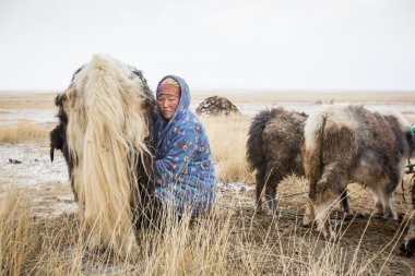Moğol kadın Tibet sığırı sağım