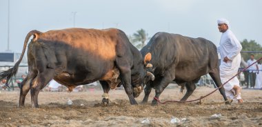 Bulls bir adamla savaşıyoruz