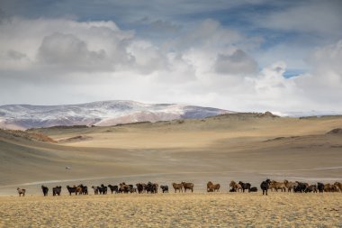 cows in a landscape of  Mongolia clipart