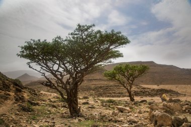 Frankincense tree in Salalah, Oman clipart