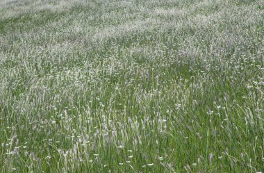 Gürcistan'daki bir alan üzerinde çiçekler
