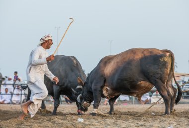 Bulls bir adamla savaşıyoruz