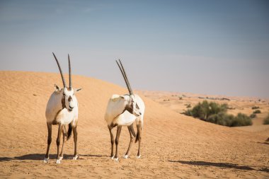 Kum tepeleri üzerinde Arap oryxes 