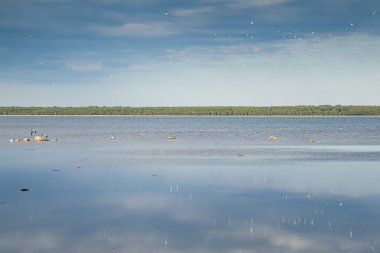 Lake Peipus in Estern Estonia  clipart