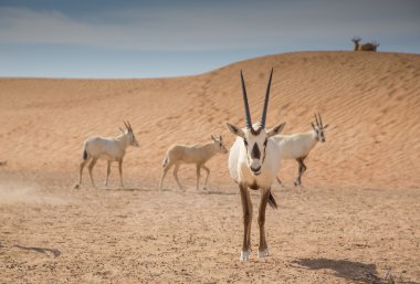 Kum tepeleri üzerinde Arap oryxes 
