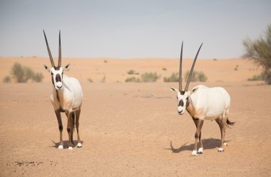 Kum tepeleri üzerinde Arap oryxes 