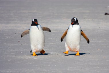 Gentoo penguins on Barrientos island clipart