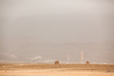 Camels in a fog in Salalah, Oman  clipart