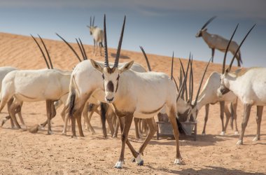Kum tepeleri üzerinde Arap oryxes 