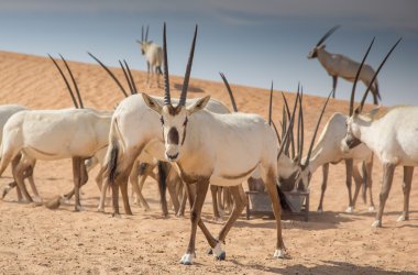 Arabian oryxes on sand dunes  clipart