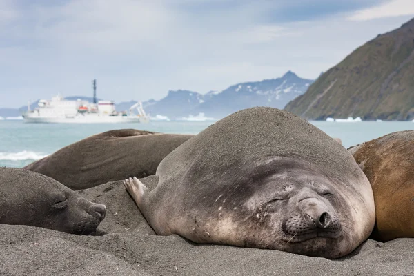 Elephant seals on the beach — Stock Photo, Image