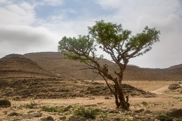 Kadzidło drzewa w Salalah, Oman — Zdjęcie stockowe