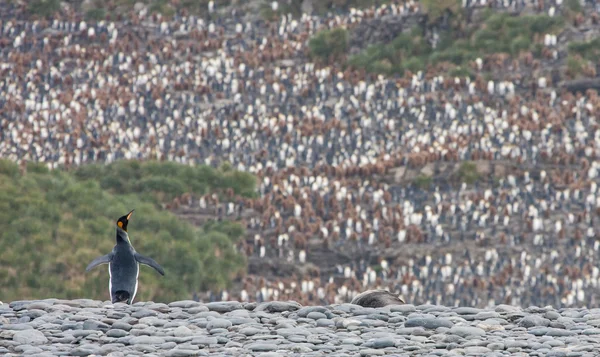 Pingüinos Gentoo en la isla de Barrientos — Foto de Stock