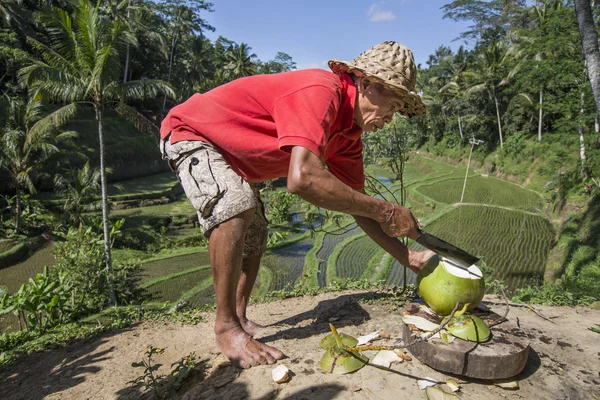 El hombre indonesio está cortando un coco — Foto de Stock