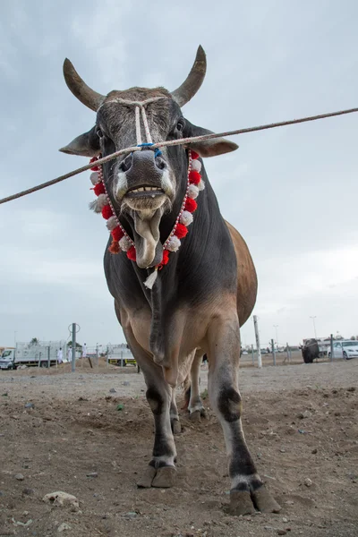 Bull está posando para uma câmera — Fotografia de Stock