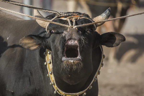 Bull está posando para uma câmera — Fotografia de Stock