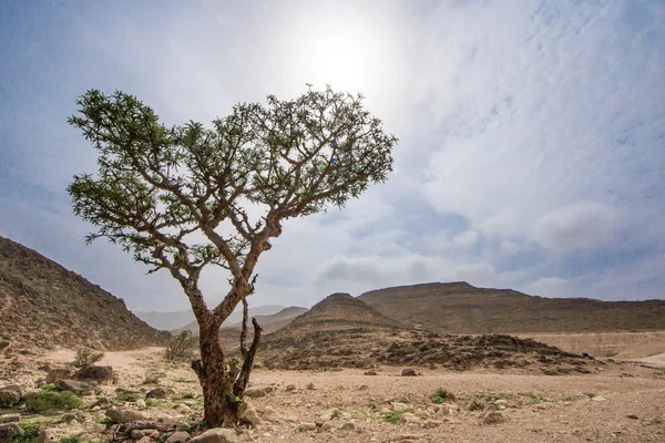 Salalah, 오만에서 유 향 나무 — 스톡 사진