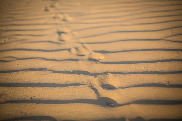 일출 사막에 발자취 — 스톡 사진
